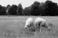/album/natuur-en-landschap/dsc-78sd36-jpg1/